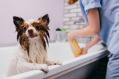 Pet Grooming and Pet Sitting Insurance in Eunice, LA by Charles Aguillard Agency, Inc.