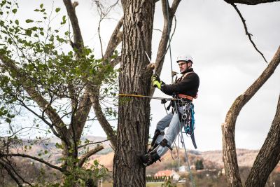 Tree Trimming Insurance in Eunice, LA by Charles Aguillard Agency, Inc.